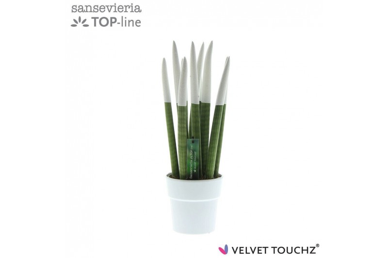 Sansevieria cylindrica velvet touchz® wit in keramiek edel Sansevieria cylindrica velvet touchz® wit in keramiek edel