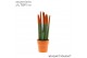 Sansevieria cylindrica velvet touchz oranje in keramiek edel 