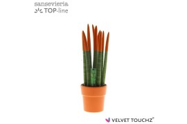 Sansevieria cylindrica velvet touchz oranje in keramiek edel