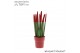 Sansevieria cylindrica velvet touchz® rood in keramiek edel 