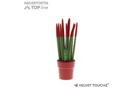 Sansevieria cylindrica velvet touchz® rood in keramiek edel