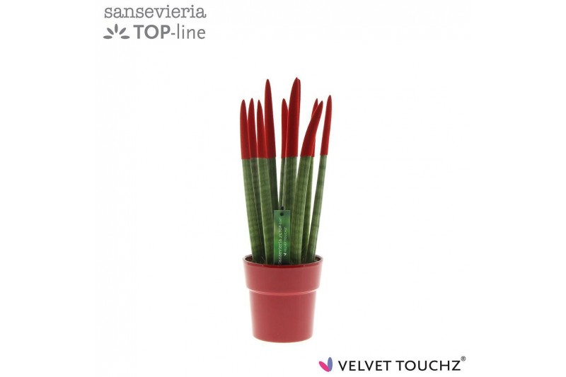 Sansevieria cylindrica velvet touchz® rood in keramiek edel Sansevieria cylindrica velvet touchz® rood in keramiek edel