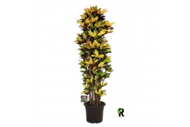 Codiaeum variegatum mrs iceton Codiaeum var. Mrs. Iceton vertakt 1 pp 