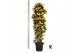 Codiaeum variegatum mrs iceton Codiaeum var. Mrs. Iceton vertakt 1 pp  