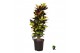 Codiaeum variegatum mrs iceton Codiaeum var. Mrs. Iceton vertakt 1 pp  