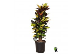 Codiaeum variegatum mrs iceton Codiaeum var. Mrs. Iceton vertakt 1 pp 
