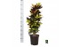 Codiaeum variegatum mrs iceton Codiaeum var. Mrs. Iceton vertakt 1 pp  