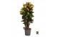 Codiaeum variegatum mrs iceton Codiaeum var. Mrs. Iceton vertakt 1 pp  