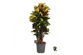 Codiaeum variegatum mrs iceton Codiaeum var. Mrs. Iceton vertakt 1 pp 