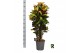 Codiaeum variegatum mrs iceton Codiaeum var. Mrs. Iceton vertakt 1 pp  
