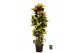 Codiaeum variegatum mrs iceton Codiaeum var. Mrs. Iceton vertakt 1 pp  