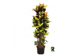 Codiaeum variegatum mrs iceton Codiaeum var. Mrs. Iceton vertakt 1 pp 