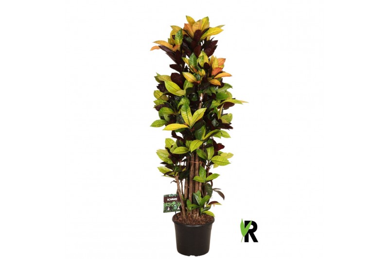 Codiaeum variegatum mrs iceton Codiaeum var. Mrs. Iceton vertakt 1 pp  