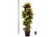 Codiaeum variegatum mrs iceton Codiaeum var. Mrs. Iceton vertakt 1 pp  