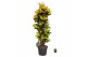 Codiaeum variegatum mrs iceton Codiaeum var. Mrs. Iceton vertakt 1 pp  