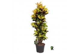 Codiaeum variegatum mrs iceton Codiaeum var. Mrs. Iceton vertakt 1 pp 