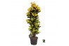 Codiaeum variegatum mrs iceton Codiaeum var. Mrs. Iceton vertakt 1 pp 