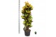 Codiaeum variegatum mrs iceton Codiaeum var. Mrs. Iceton vertakt 1 pp  