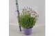 Lavandula angustifolia essence purple 