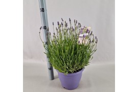 Lavandula angustifolia essence purple
