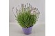 Lavandula angustifolia essence purple 