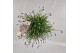 Lavandula angustifolia essence purple 