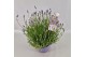 Lavandula angustifolia essence purple 