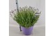 Lavandula angustifolia essence purple 