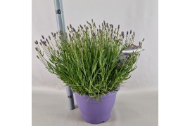 Lavandula angustifolia essence purple
