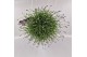 Lavandula angustifolia essence purple 