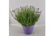 Lavandula angustifolia essence purple 