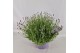 Lavandula angustifolia essence purple 