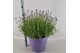 Lavandula angustifolia essence purple 