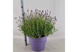 Lavandula angustifolia essence purple