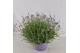 Lavandula angustifolia essence purple 