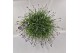 Lavandula angustifolia essence purple 