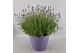 Lavandula angustifolia essence purple 