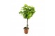 Vitis vinifera 1 tak/plnt 