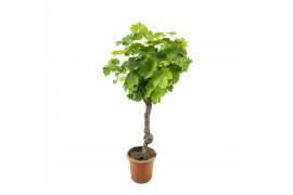 Vitis vinifera 1 tak/plnt