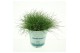 Festuca gautieri amigreen 
