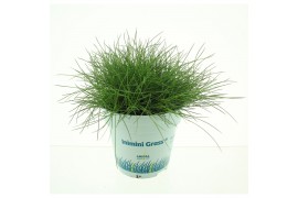 Festuca gautieri amigreen