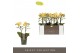 Phalaenopsis multiflora geel Optimost Luna 2 spike 25 bl. 2 tak/plnt 5 