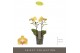 Phalaenopsis multiflora geel Optimost Luna 2 spike 25 bl. 2 tak/plnt 5 