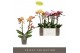 Phalaenopsis mix multiflora Exclusivo - Mix - 2 tak 