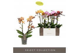 Phalaenopsis mix multiflora Exclusivo - Mix - 2 tak