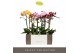 Phalaenopsis mix multiflora Exclusivo - Mix - 2 tak 