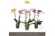 Phalaenopsis mix multiflora Exclusivo - Mix - 2 tak 