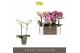 Phalaenopsis mix multiflora Optimost Colour Mix 2 spike 