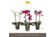 Phalaenopsis mix multiflora Optimost Colour Mix 2 spike 