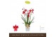 Burrageara nelly isler Red - 3 tak 